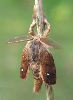 éclosion d'un mâle de Bombyx étoilé (photo 1)