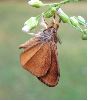 mâle de Bombyx étoilé séchant ses ailes  (photo 1)