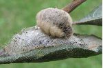 Orgyia antiqua femelle sur son cocon (photo 2)