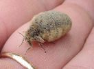 Orgyia antiqua femelle sur le vif (photo 8)