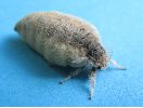 Orgyia antiqua femelle sur le vif (photo 5)