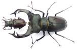 Lucanes (Lucanus cervus)  mâles montrant la variabilité des tailles