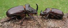 Oryctes nasicornis: comparitif entre mâles major et minor.