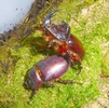 Rhinocéros (Oryctes nasicornis) accouplement, photo 1