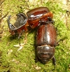 Rhinocéros (Oryctes nasicornis) accouplement, photo 2