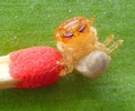 Rhinocéros (Oryctes nasicornis) lavule néonate, photo 2