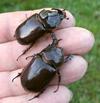 Oryctes nasicornis: couple en main.