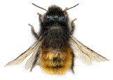 femelle d'Osmie cornue (Osmia cornuta)