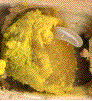 détail d'un oeuf inséré dans la boulette alimentaire