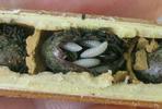 Osmie cornue (Osmia cornuta), exemple de parasites dans un cocon.