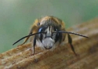 Osmie cor nue (Osmia cornuta), tête du mâle.