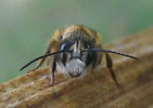 Osmie cor nue (Osmia cornuta), t&ecirc;te du m&acirc;le.