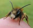 Osmie cornue (Osmia cornuta)  m&acirc;le de face sur doigt.