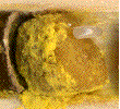 détail d'un oeuf inséré dans la boulette alimentaire