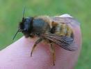Osmie cornue (Osmia cornuta)  femelle sur doigt
