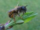 Osmie cornue (Osmia cornuta), femelle, photo 2.