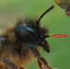 Osmie cornue (Osmia cornuta),  détail des "cornes" de la femelle, photo 1.