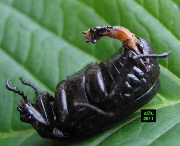 Exista niste insecte, femele, care au evoluat si acum au penisuri complet functionale