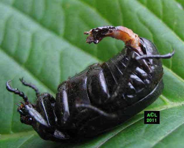 insecte penis)