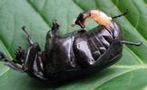 Pique-prune (Osmoderma eremita), mâle avec pénis dévaginé, photo 3