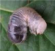 Pique-prune (Osmoderma eremita) mue 2e stade, photo 1,