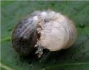 Pique-prune (Osmoderma eremita) mue 2e stade, photo ,