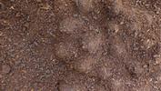 Pique-prune (Osmoderma eremita), , loges nymphales "in situ", photo 2.