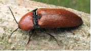 Elater ferrugineux (Elater ferrugineus), photo 1