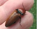 Elater ferrugineux (Elater ferrugineus), photo 2