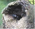 Pique prune (Osmoderma eremita) au bord de son "ermitage"