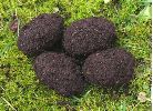 Pique-prune (Osmoderma eremita), loges nymphales, photo 1,