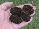 Pique-prune (Osmoderma eremita), loges nymphales, photo 2,