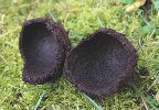 Pique-prune (Osmoderma eremita), vue interne d'uneloge nymphale,