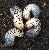 Pique-prune (Osmoderma eremita) grosses larves, photo 1,