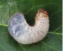 Pique-prune (Osmoderma eremita) larve en gros plan, photo 1,