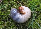 Pique-prune (Osmoderma eremita) larve en gros plan, photo 2,