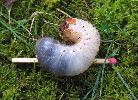 Pique-prune (Osmoderma eremita) larve en gros plan, photo 3,
