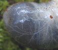 Pique-prune (Osmoderma eremita) mise en évidence du réseau trachéen