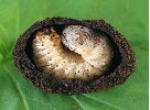 Pique-prune (Osmoderma eremita) larve dans sa loge, photo 2,