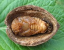 Pique-prune (Osmoderma eremita) nymphe, photo 3