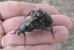 pique-prune (osmoderma eremita), accouplement, photo 2.