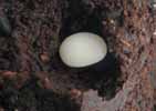 Pique-prune (Osmoderma eremita), oeuf "in situ", photo 2.