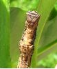 chenille de la phalène du sureau, détail de la tête (photo 1)