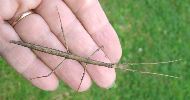 phasme (clonopsis gallica) photo 1
