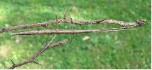 phasme (clonopsis gallica) photo 2