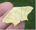 Phalène du sureau (Ourapteryx sambucaria) photo 4