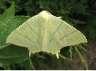 Phalène du sureau (Ourapteryx sambucaria) photo 3