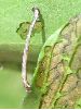 chenille naissante d' Ourapteryx sambucaria (photo 3)