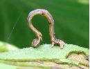 chenille naissante d' Ourapteryx sambucaria (photo 4)