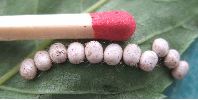 oeufs de Saturnia pyri